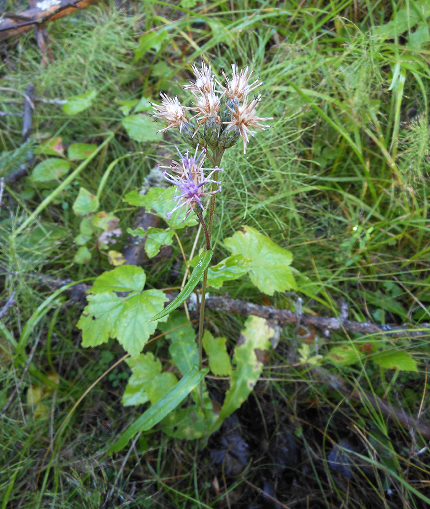 Saussurea stubendorffii