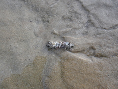 Diopatra dentata
