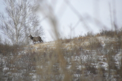 Cervus canadensis sibiricus