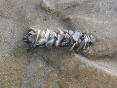 Diopatra dentata