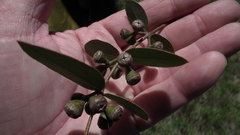 Eucalyptus cinerea