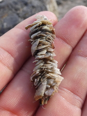Diopatra dentata