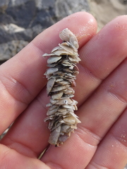 Diopatra dentata
