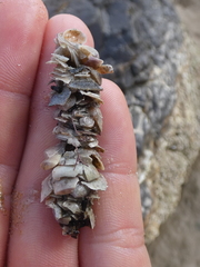 Diopatra dentata