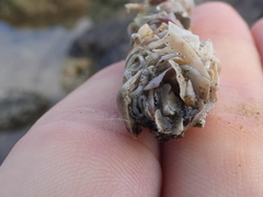 Diopatra dentata