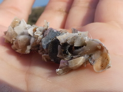 Diopatra dentata