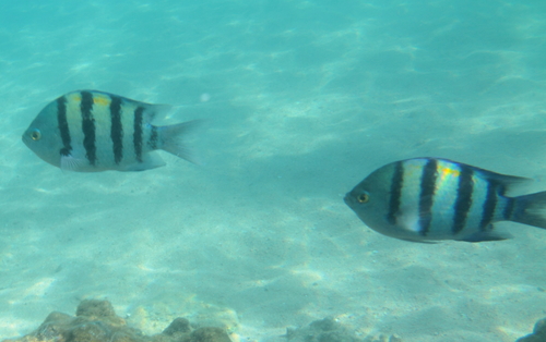 Indo-Pacific Sergeant Major — seen at this dive site