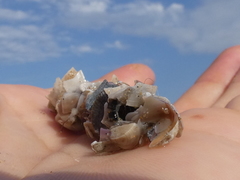 Diopatra dentata