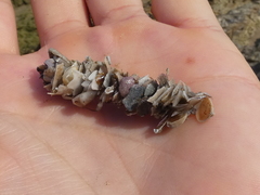 Diopatra dentata