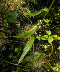 Saussurea stubendorffii
