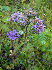 Saussurea stubendorffii