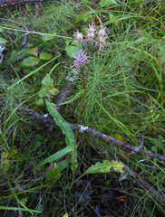 Saussurea stubendorffii