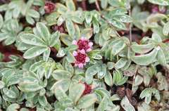 Potentilla purpurea, photograph Morten Ross, CC BY, iNaturalist via GBIF