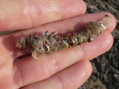 Diopatra dentata