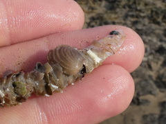 Diopatra dentata