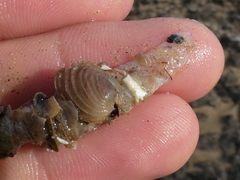 Diopatra dentata
