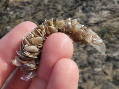 Diopatra dentata
