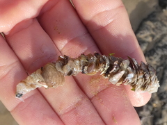 Diopatra dentata