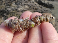 Diopatra dentata