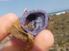 Austrobalanus imperator