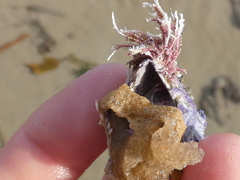 Austrobalanus imperator