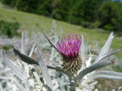 Cirsium douglasii