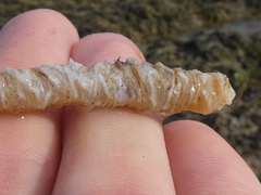 Diopatra dentata