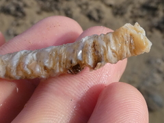 Diopatra dentata