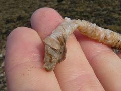 Diopatra dentata