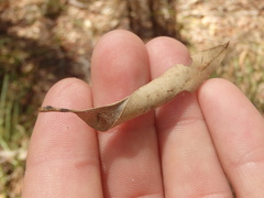 Zygiellinae