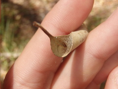 Zygiellinae