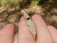 Zygiellinae