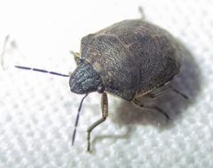 Homaemus aeneifrons