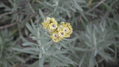 Helichrysum splendidum
