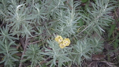 Helichrysum splendidum