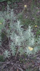 Helichrysum splendidum