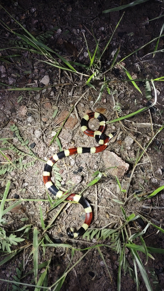 Curated visual reference: Feeding A Juvenile Sonora Coralsnake Reference: Sonoran Coralsnake In September 2023 By Tyler B
