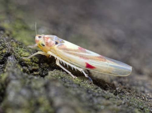 Zygina lunaris