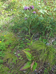 Saussurea ussuriensis