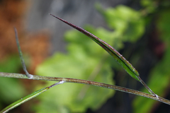 Saussurea ussuriensis