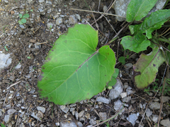 Saussurea ussuriensis