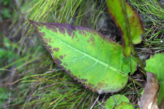 Saussurea ussuriensis