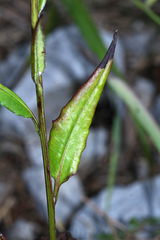 Saussurea ussuriensis