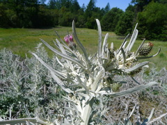 Cirsium douglasii