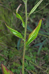 Saussurea ussuriensis