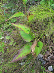 Saussurea ussuriensis