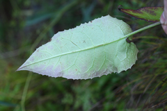 Saussurea ussuriensis