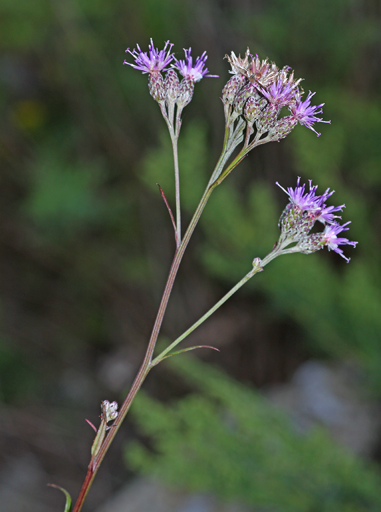 Ussuri saussurea