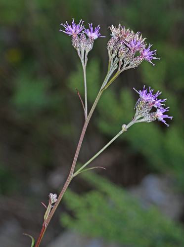 Section Saussurea (Section Saussurea) · iNaturalist
