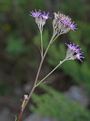 Saussurea ussuriensis